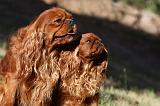 CAVALIER KING CHARLES & KING CHARLES 035